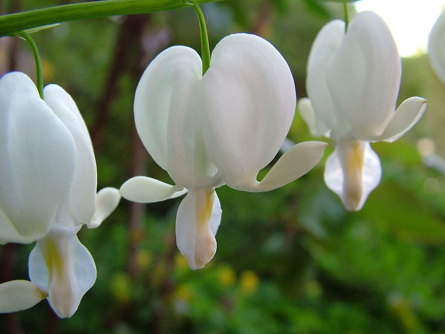 close-up photo, white, petaled flowers, watery heart, lamprocapnos spectabilis, two tone heart flower, herzerlstock, flaming heart, marie heart, spring