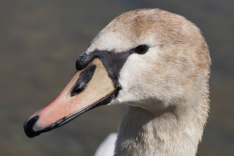 brown, swan close-up photo, swan, young animal, bird, animal world, nature, neck, bill, waters
