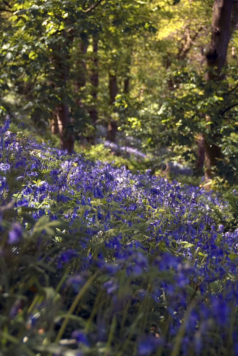 bluebells, 꽃, 계절, 아름다운, 파랑, 자주색, 사랑스러운, 외부, 봄, ghw