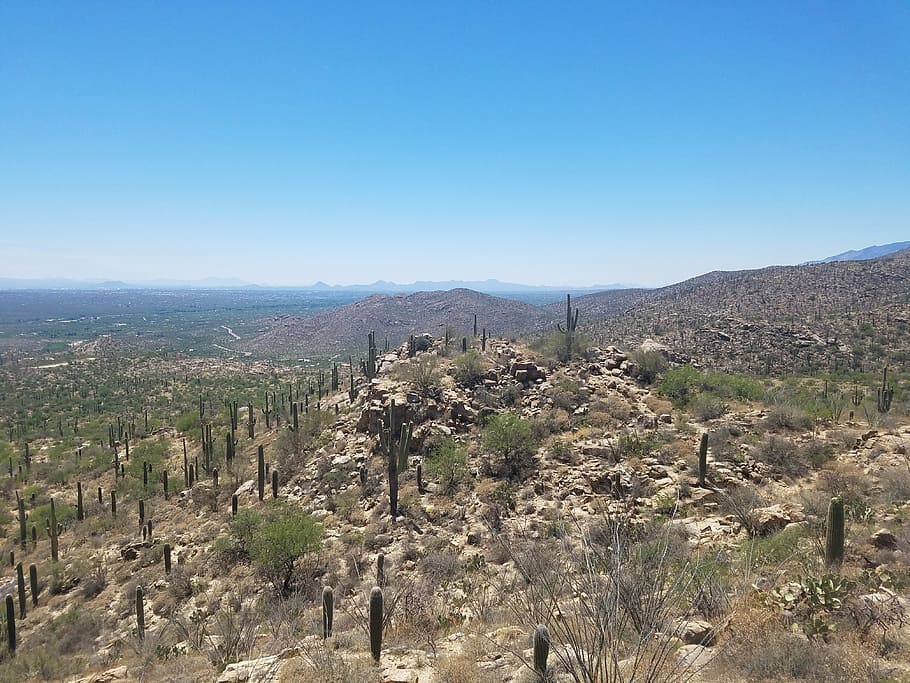 desierto, saguaro, cactus, arizona, naturaleza, paisaje, cielo, fénix, azul, seco