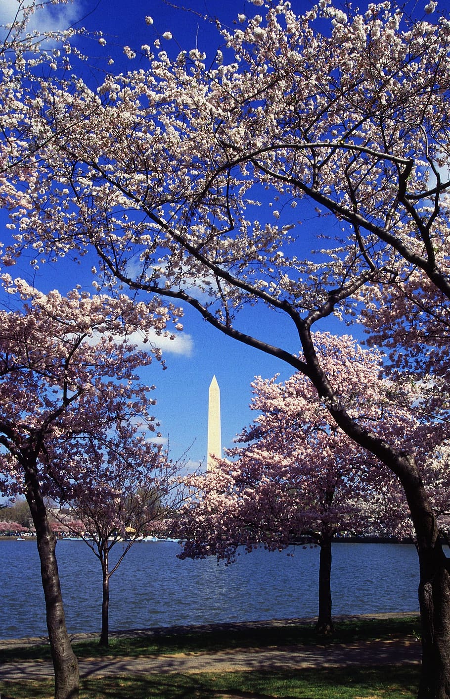 washington dc, japanese cherry trees, blooms, blooming, flowering, beautiful, washington monument, colorful, spring, sky