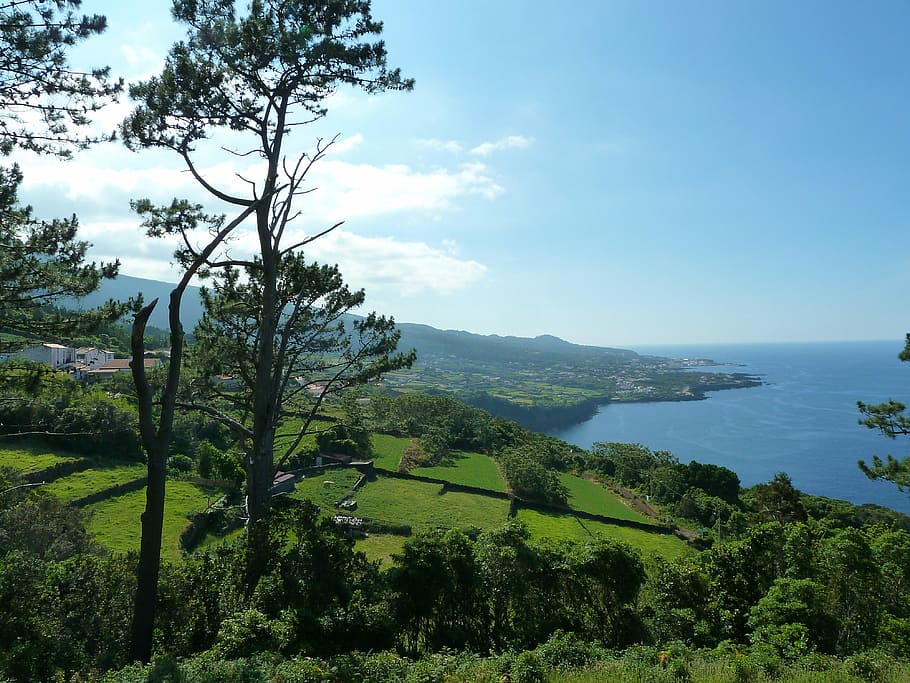Pico, Açores, Oceano Atlântico, Árvore, paisagem, ilha, mar, céu, natureza, idílico