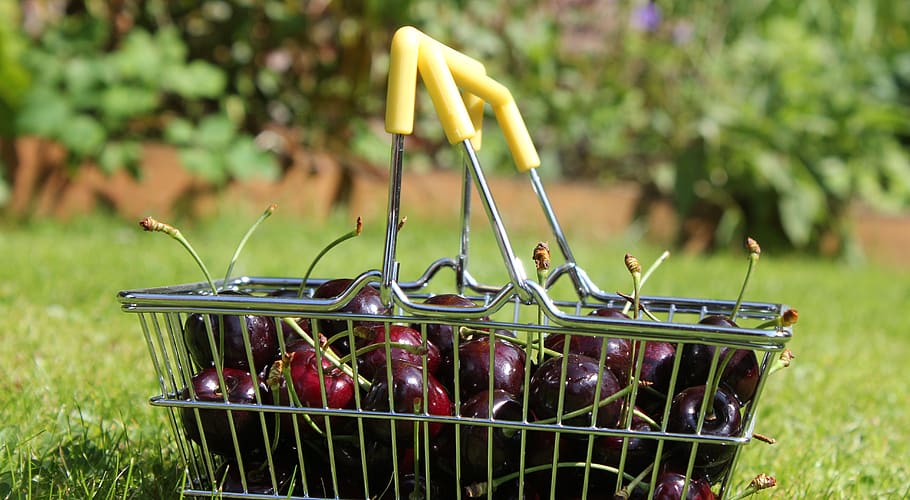 cherry, wire basket, lawn, grass, fruit, cherries, ripe, delicious, harvest, nutrition