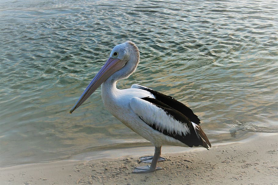 pelican, bird, beach, water, nature, wildlife, sand, caloundra, fauna, aves