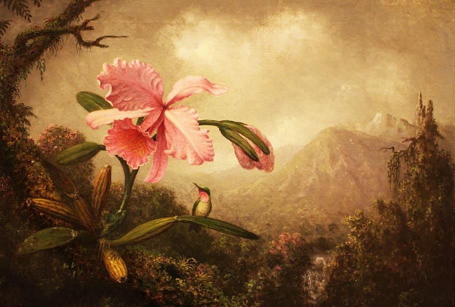 white, black, bird, pink, flower painting, hummingbirds, lily, flower, nature, the framework