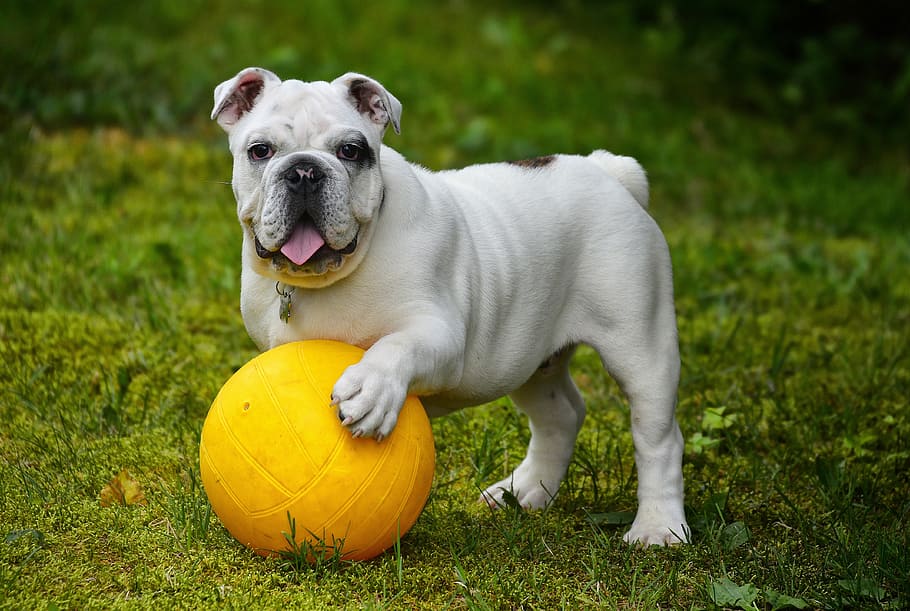 adulto, blanco, marrón, inglés, bulldog, amarillo, bola, campo de hierba, durante el día, fotografía de primer plano