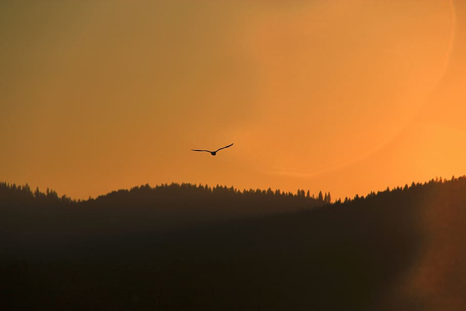 silhouette, bird, mountain, silhoutte, seagull, sunset, dusk, animals, flying, sky
