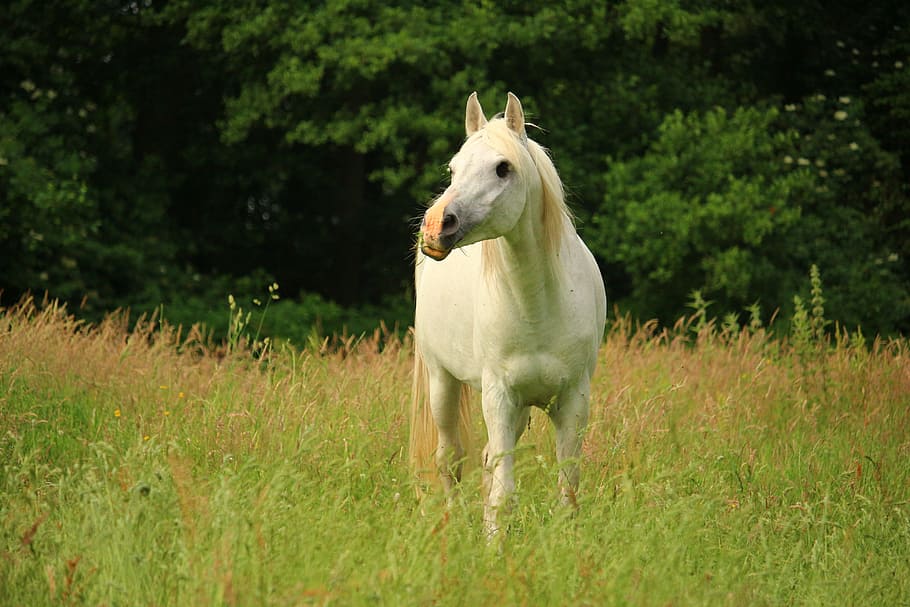 white, grass field, daytime, Horse, Mold, Pasture, thoroughbred arabian, stallion, horse head, white horse