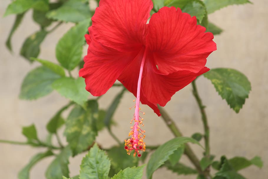 flower, hibiscus, china rose, red, stamen, anther, filament, plant, flowering plant, freshness