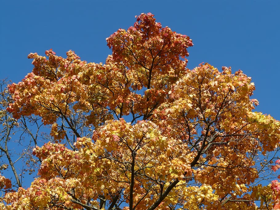 Crown, Coloring, autumn, farbenspiel, autumn tree, maple, fall color, fall foliage, emerge, farbenpracht