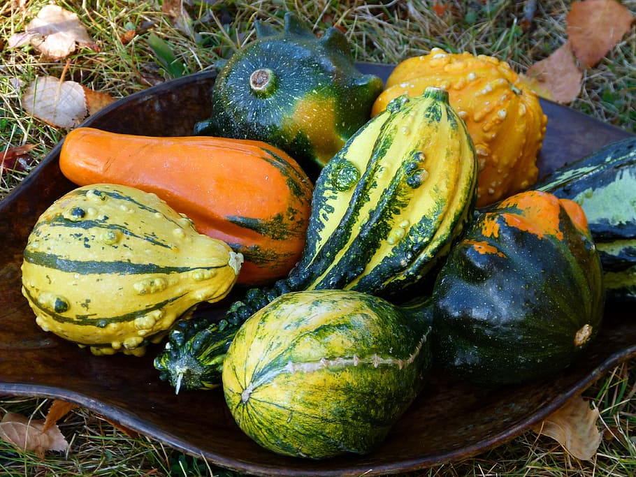 Colorful, Pumpkin, Fall, Plant, autumn, vegetables, decoration, nature, tradition, squashes
