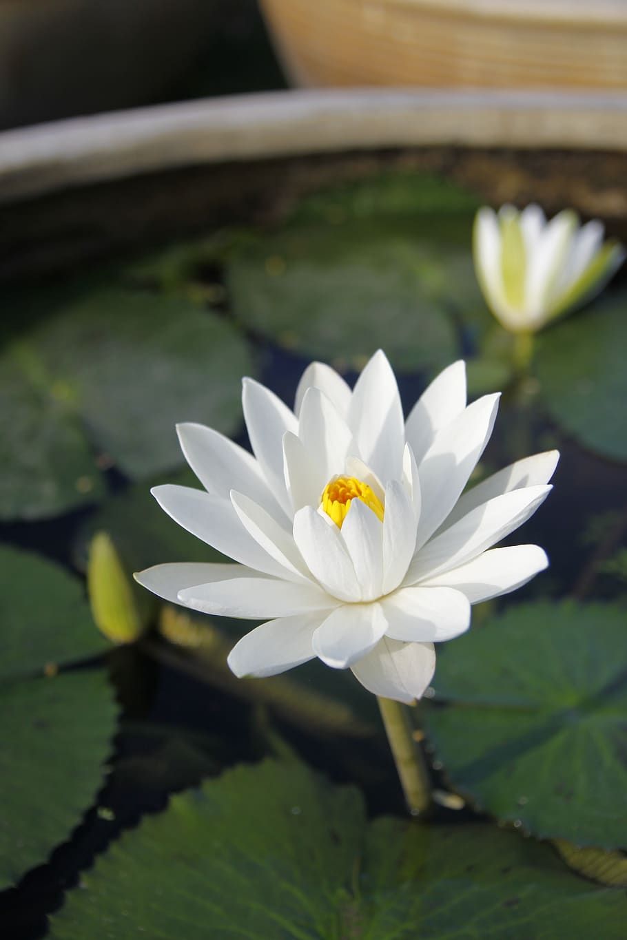 white water lily, sung, pond, bloom, flower, blossom, thailand, flowering plant, fragility, vulnerability