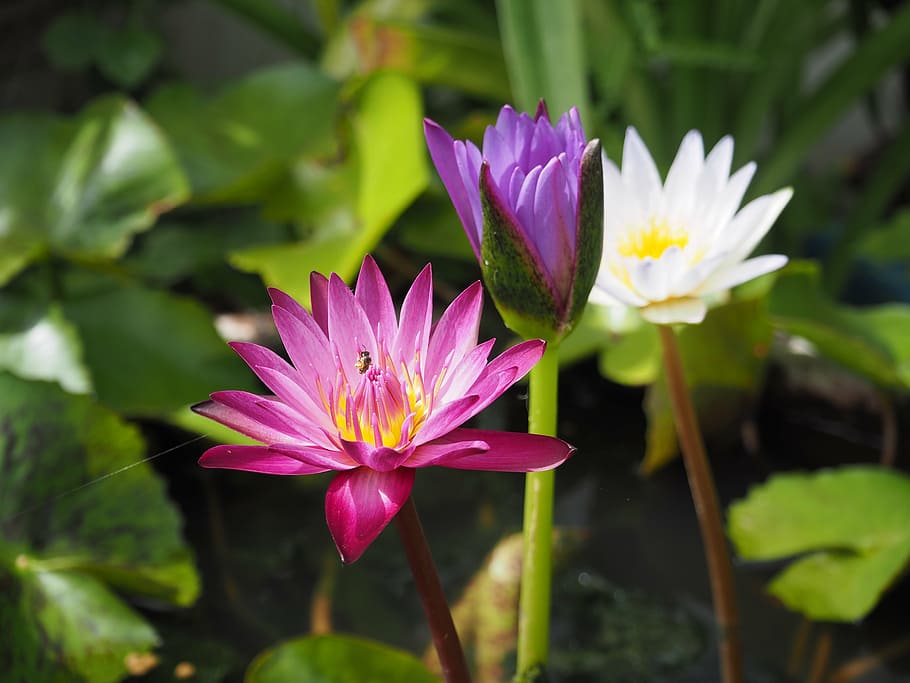 lotus, red, bright, leaves, open, flower, beautiful, pink, green, bua ban