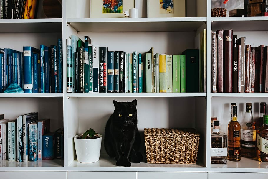 preto, gato, cesta de vime, branco, estante de livros, Gato preto, estante, animal de estimação, animal, livros