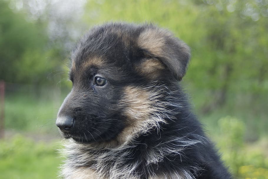 puppy, german shepherd, tiny, cute, animal, dog, pet, young, adorable, baby