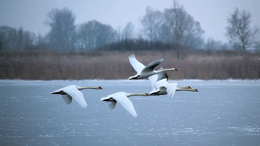 flock, mute, swans, flying, body, water, winter, lake, frozen, fly