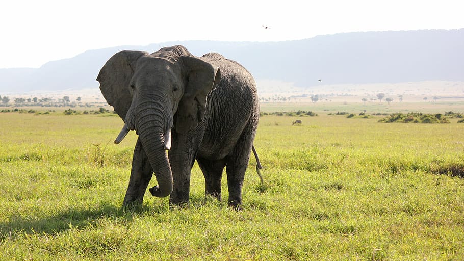 black, elephant, standing, green, grass field, africa, safari, nature, wildlife, safari Animals