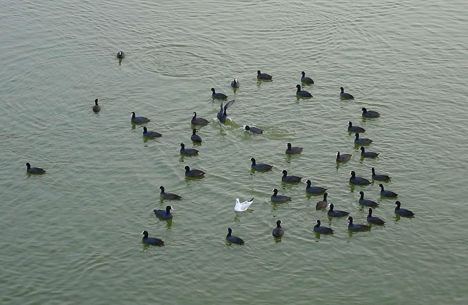 유라시아 ot, fulica atra, 일반적인 ot, 무리, 롤리 대, 물, 새, 자연, 반사, 호수