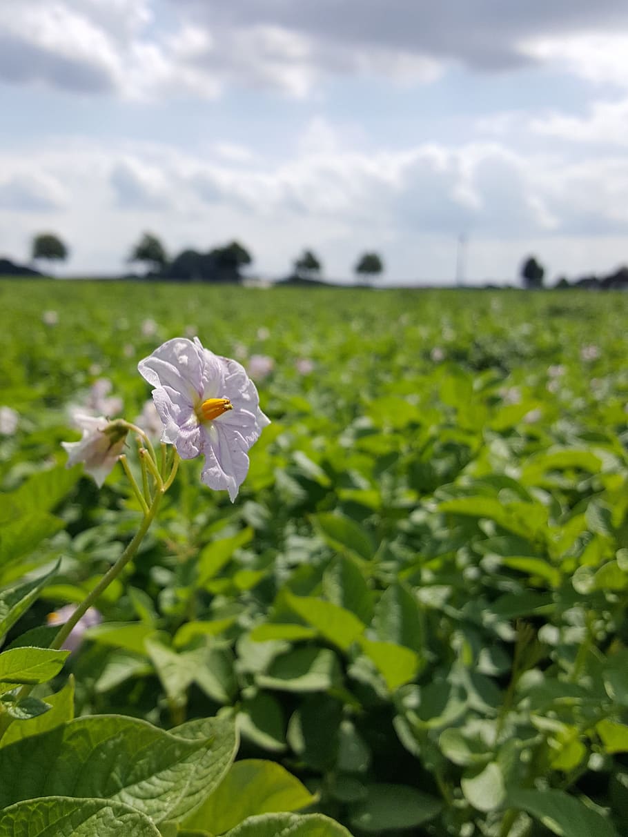 field, potato, blossom, bloom, arable, agriculture, nature, earth, crop, plant