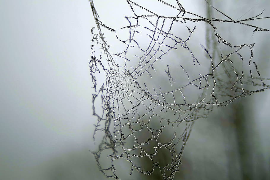 spiderweb, misty, permukaan, sarang laba-laba, es, tidak dingin, beku, pagi, dingin, kabut