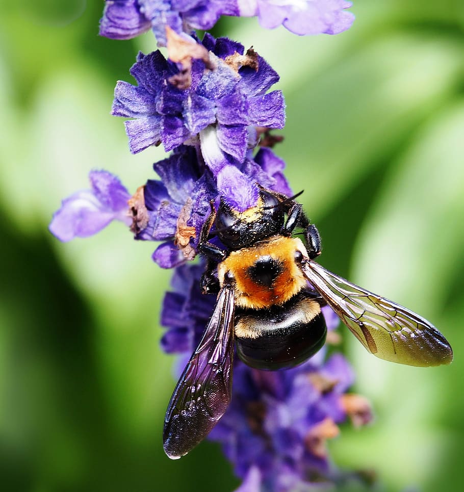 bee, insect, nature, honey, pollination, bumblebee, honeybee, pollen, flower, outdoors
