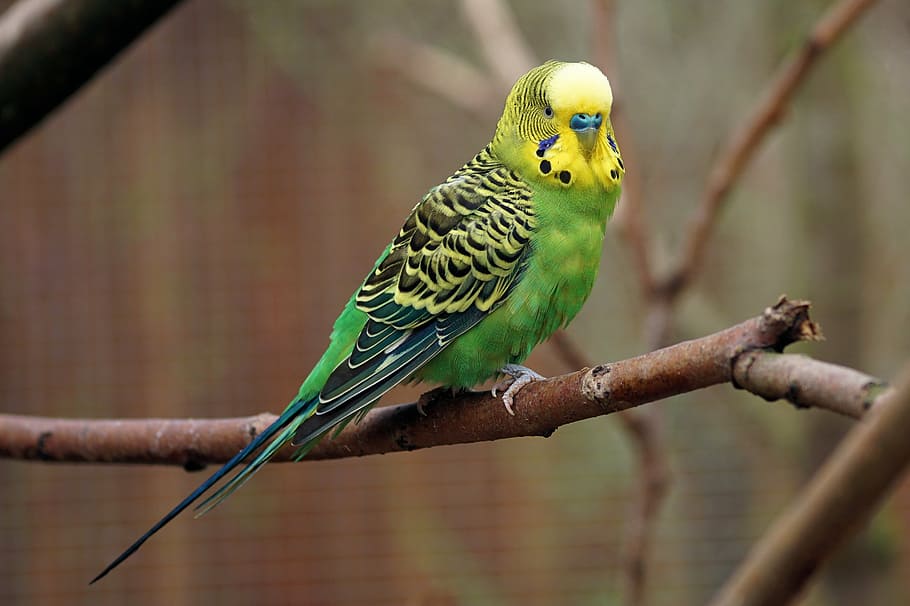 green, yellow, budgerigar, tree branch, budgie, bird, parakeet, animals, wildlife photography, ziervogel