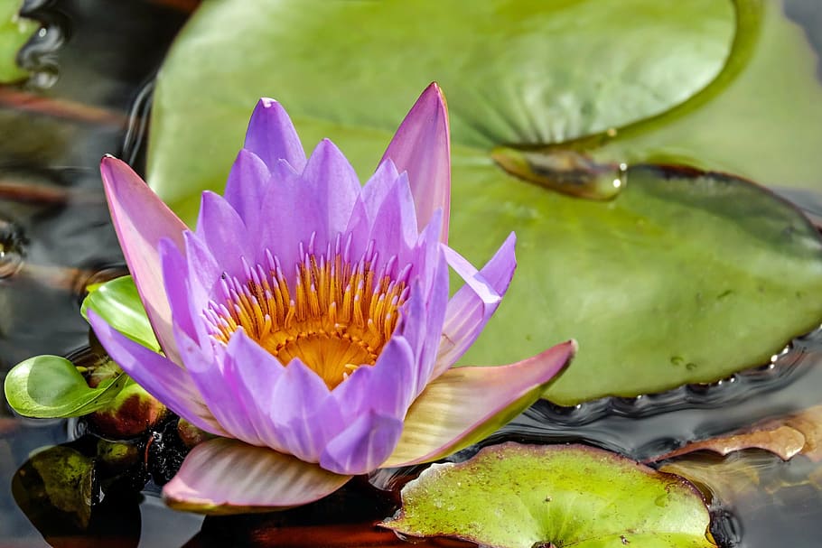 close, photography, purple, lotus flower, water lily, flower, blossom, bloom, flowers, nuphar lutea