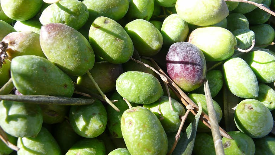 olives, olive, nature, olivas, vegetable, funds, field, autumn, jaén, mágina sierra