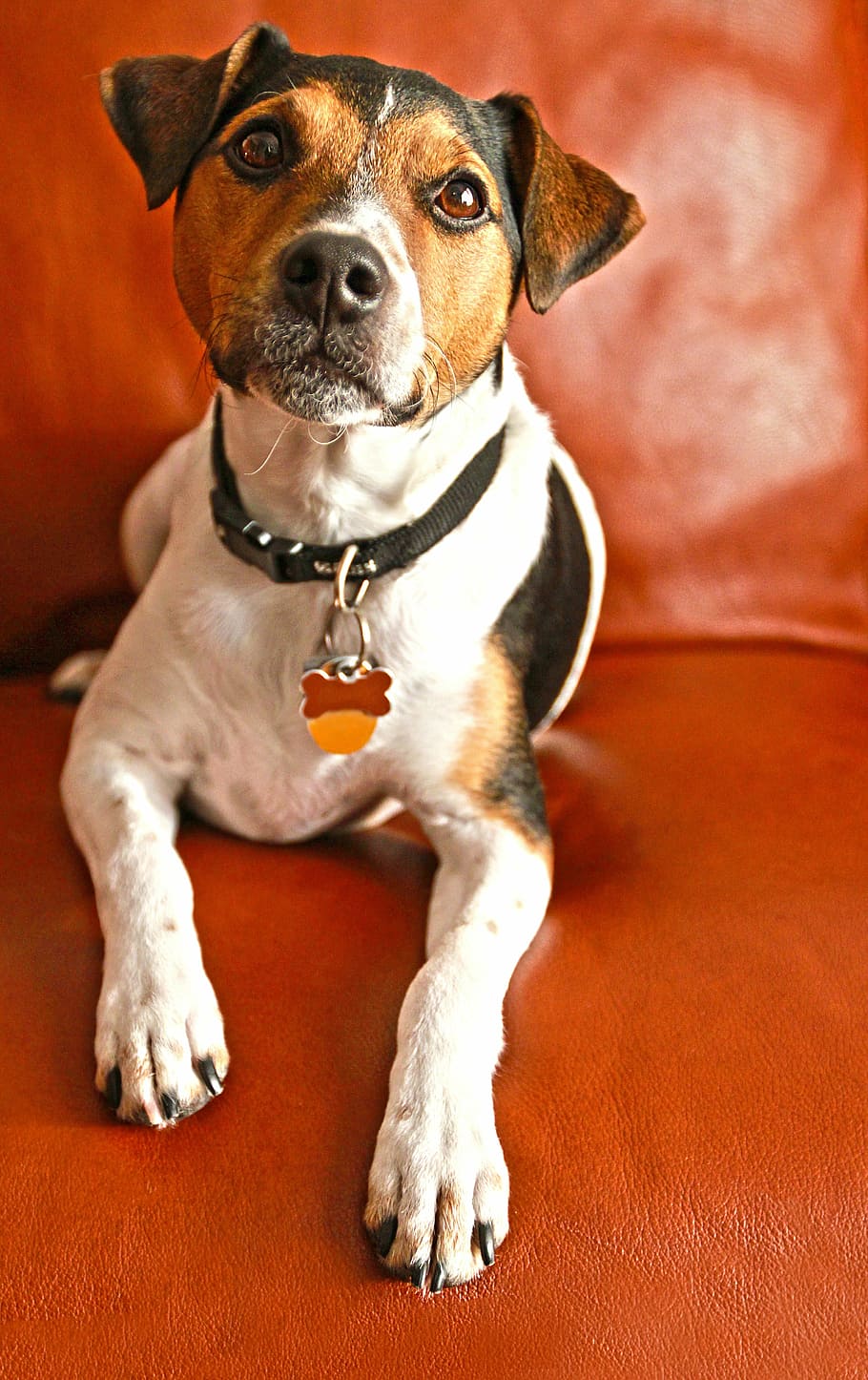 adult tricolor beagle, dog, jack russel, animal, quadruped, companion, parson russell, pitou, doggie, mutt