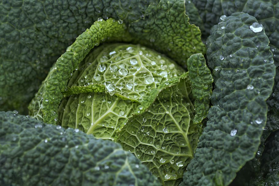 cabbage, kale, vegetables, healthy, harvest, raindrop, garden, landscape, agriculture, farmers