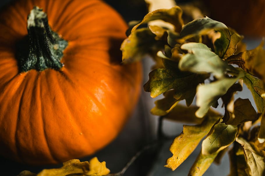 autumn pumpkin, Autumn, Pumpkin, fall, halloween, thanksgiving, vegetable, orange Color, season, nature