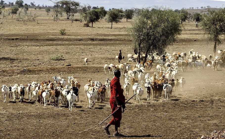 manusia, berjalan, bidang rumput, kawanan, Maasai, Gembala, Kambing, Serengeti, Suku, gembala maasai