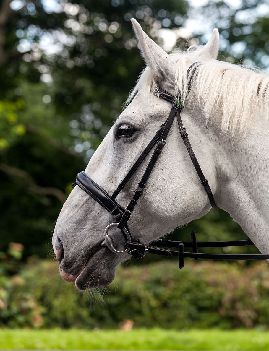 Horse, Profile, Equine, Nature, Outside, beautiful, trees, harness, white, grey