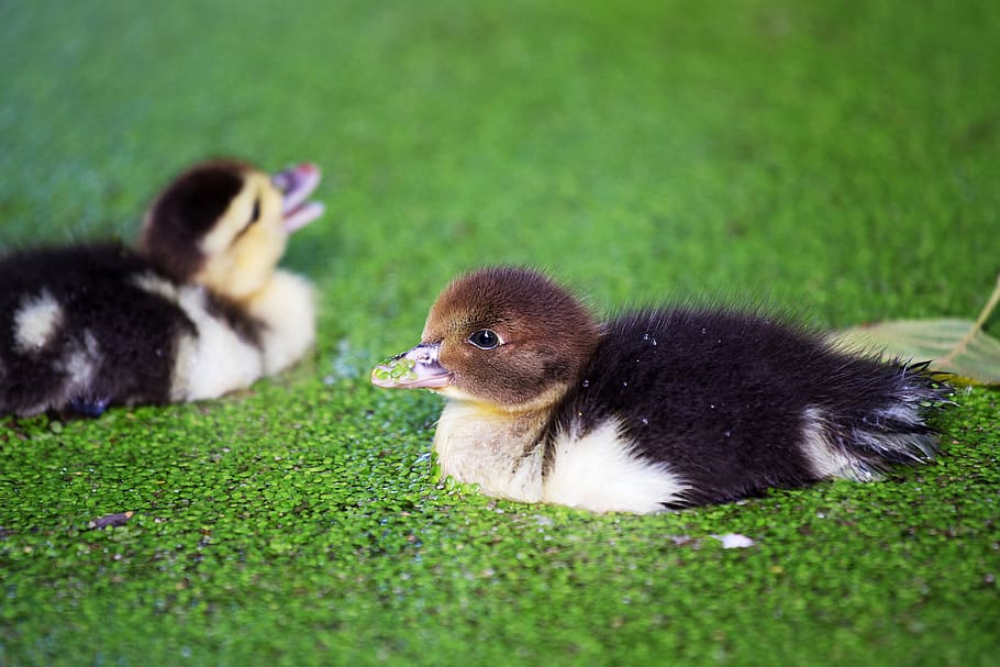 duck, chicks, ducky, wart duck, duckweed, floats, pond, water, water bird, animal