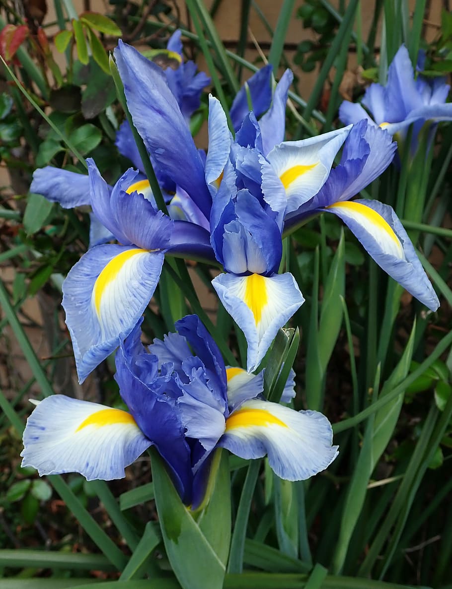 iris, azul, holandés, flores, jardín, naturaleza, planta floreciendo, flor, planta, vulnerabilidad