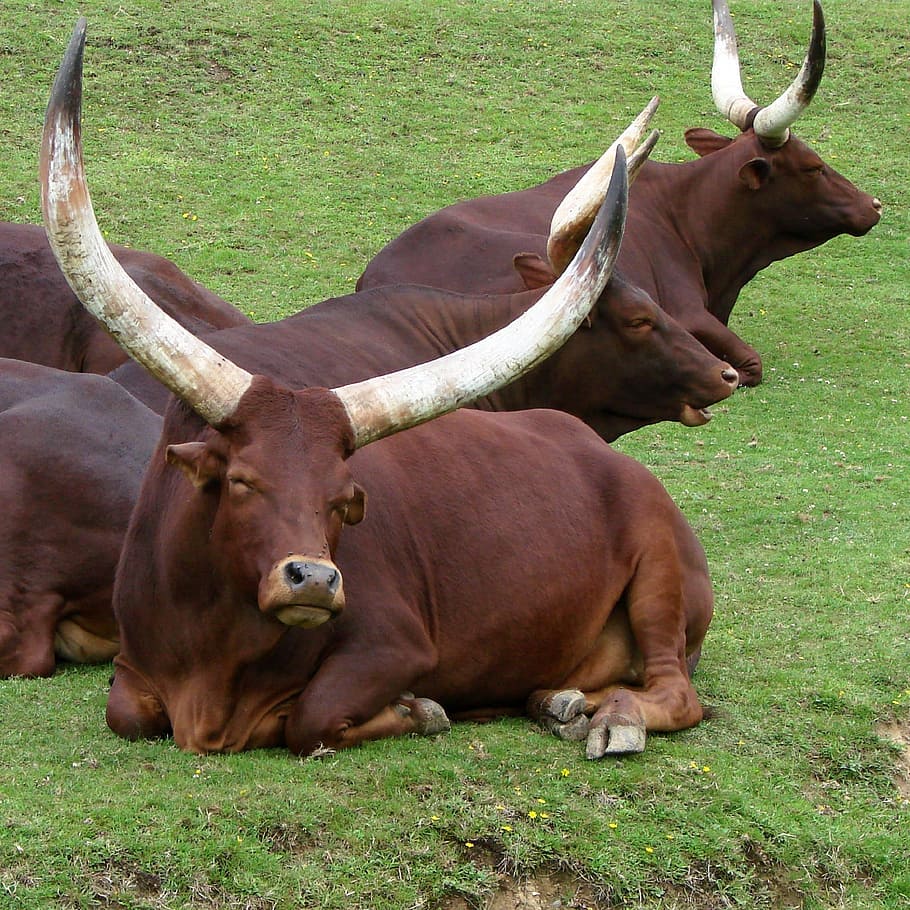 Cattle, Ankole Watusi, Bovine, Africa, livestock, agriculture, longhorn, sanga, savannah, grassland
