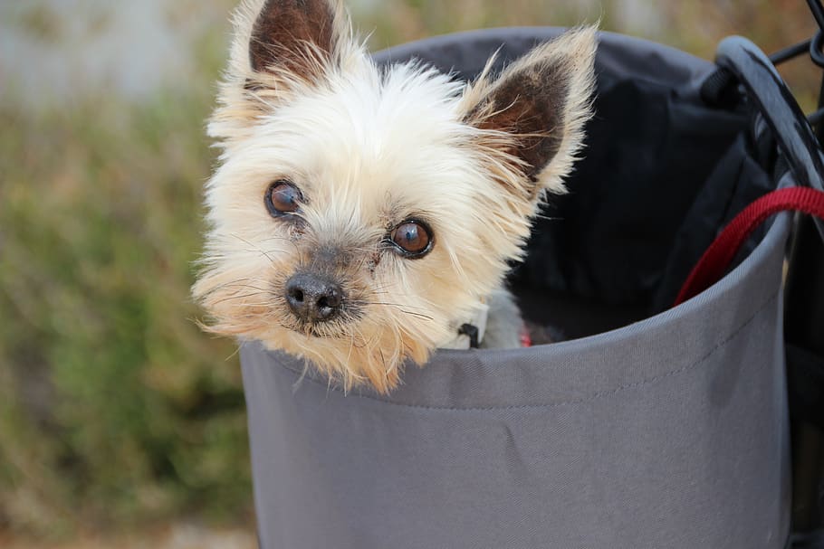 yorkshire terrier, yorkie, cute, purebred dog, sweet, bicycle basket, view, dog, head, one animal