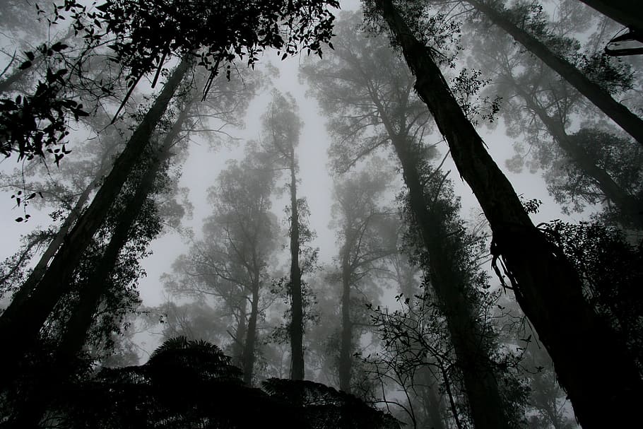 fotografía en escala de grises de ángulo bajo, bosque, brumoso, árboles, perspectiva, cielo, follaje, otoño, temperamental, místico