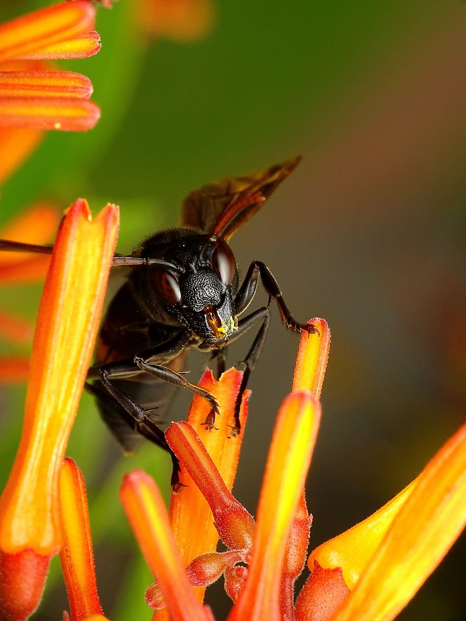 lalat hitam, lebah, serangga, alam, bunga, di luar ruangan, terbang, entomologi, serbuk sari, margasatwa