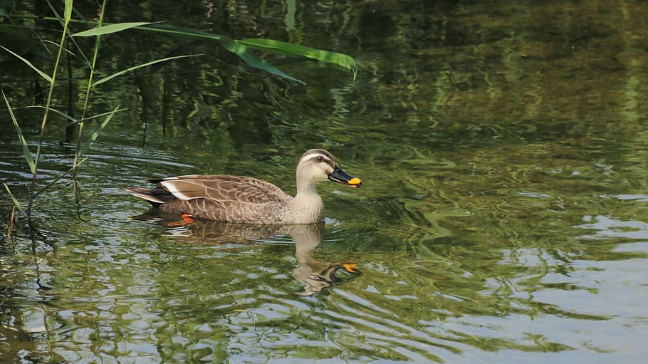duck, mallard duck, new, feather, nature, water, duck and, lake, animals in the wild, animal wildlife