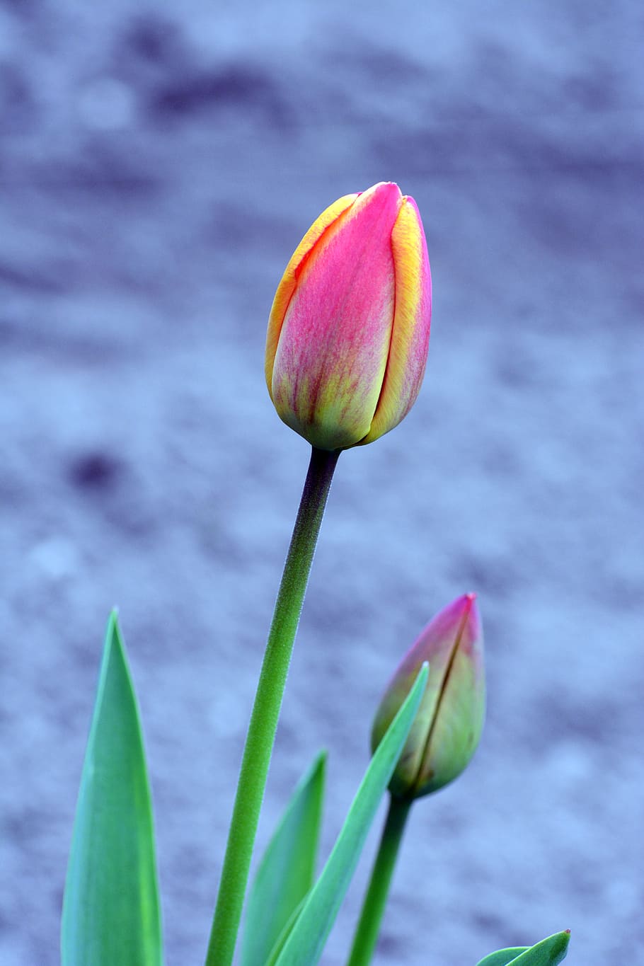 tulipa, flor tulipa amarela, flor, planta, fragilidade, vulnerabilidade, beleza na natureza, frescura, close-up, crescimento
