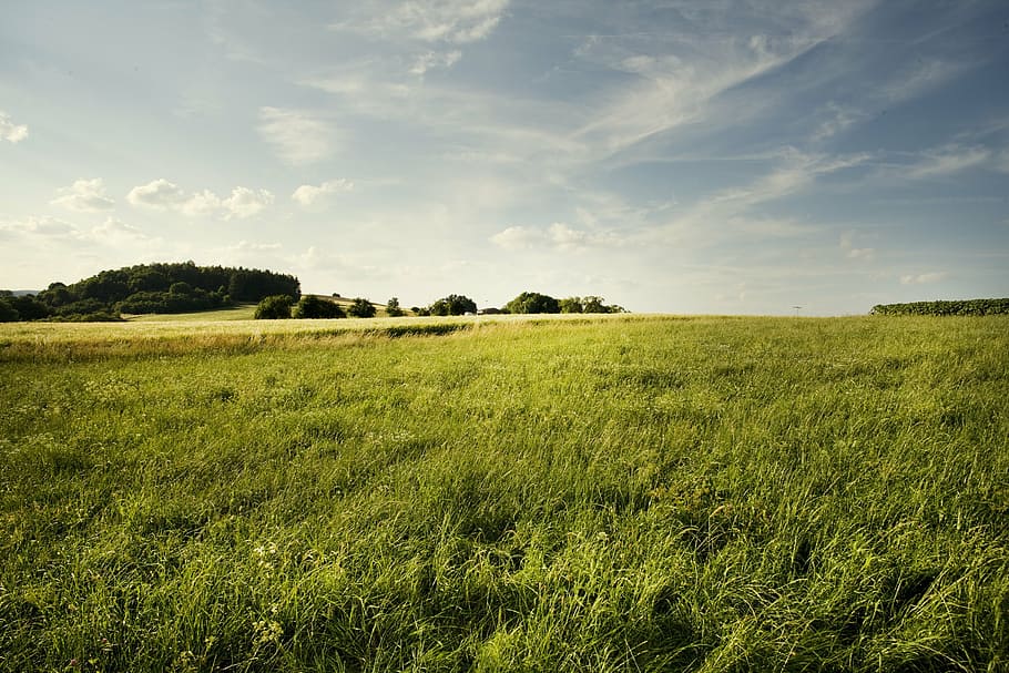green grass field, landscape, field, grass, summer, nature, fields, germany, green, bavaria