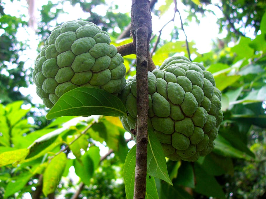 sugarapple, sweetsop, fruit, nutritious, green color, plant, tree, growth, food and drink, food