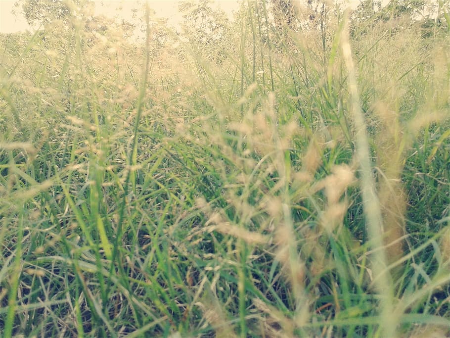 selektif, fokus fotografi, gandum, tutup, fotografi, hijau, rumput, putih, langit, tanaman