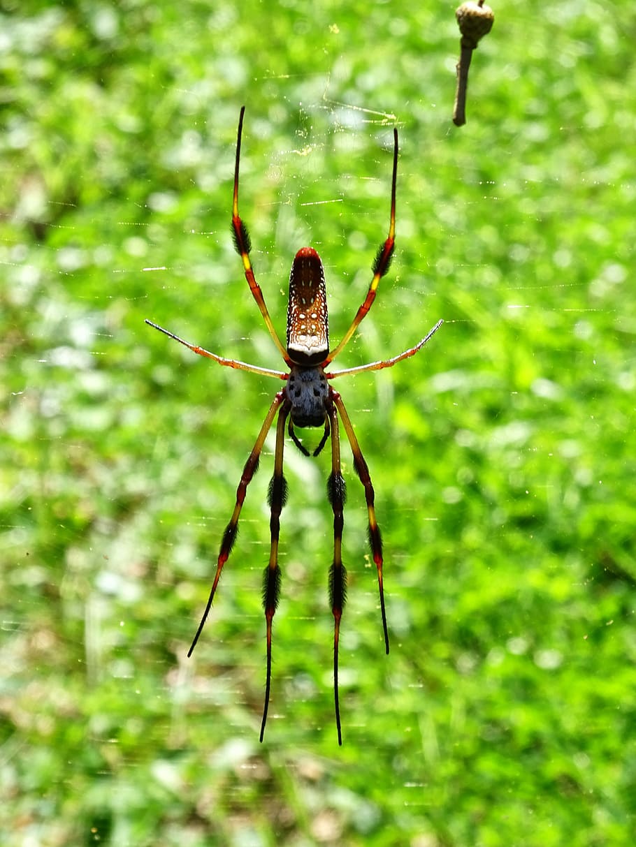 Silk Spider, Spider, Silk, Bugs, Insects, arácnidos, al aire libre, florida, web, un animal