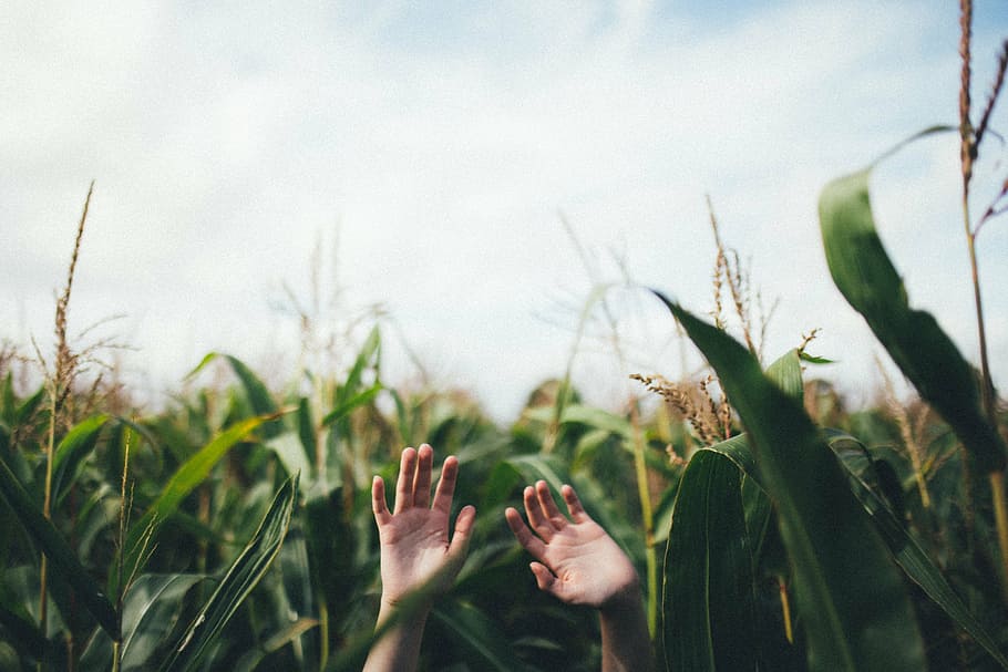 human, hand, green, corn plants, daytime, person, raise, two, hands, palm
