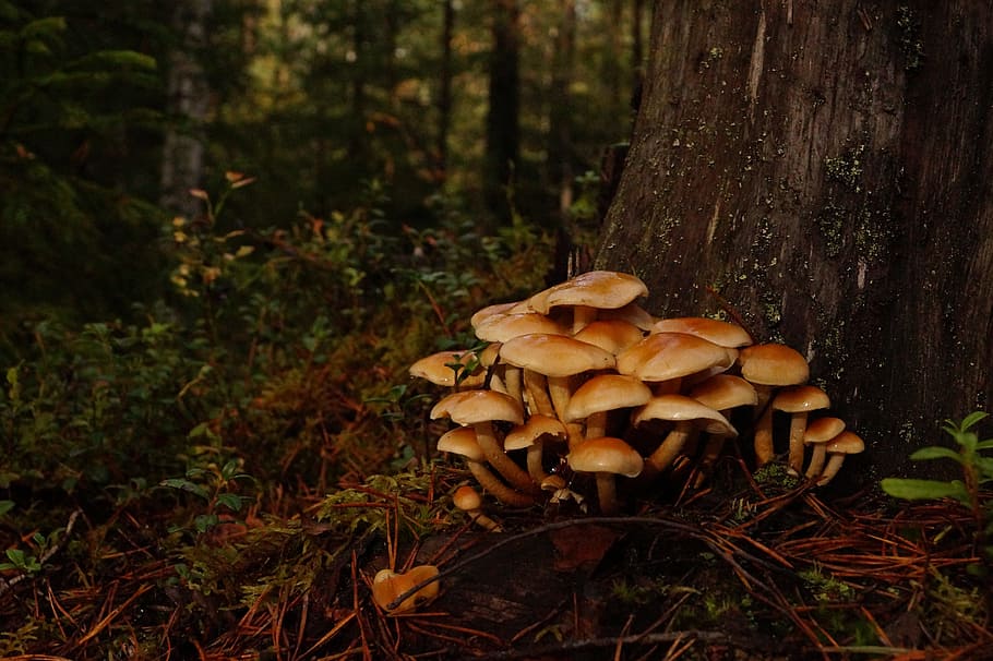 forest, trees, mushrooms, autumn, find mushrooms, close on, finland, mushroom, plant, land