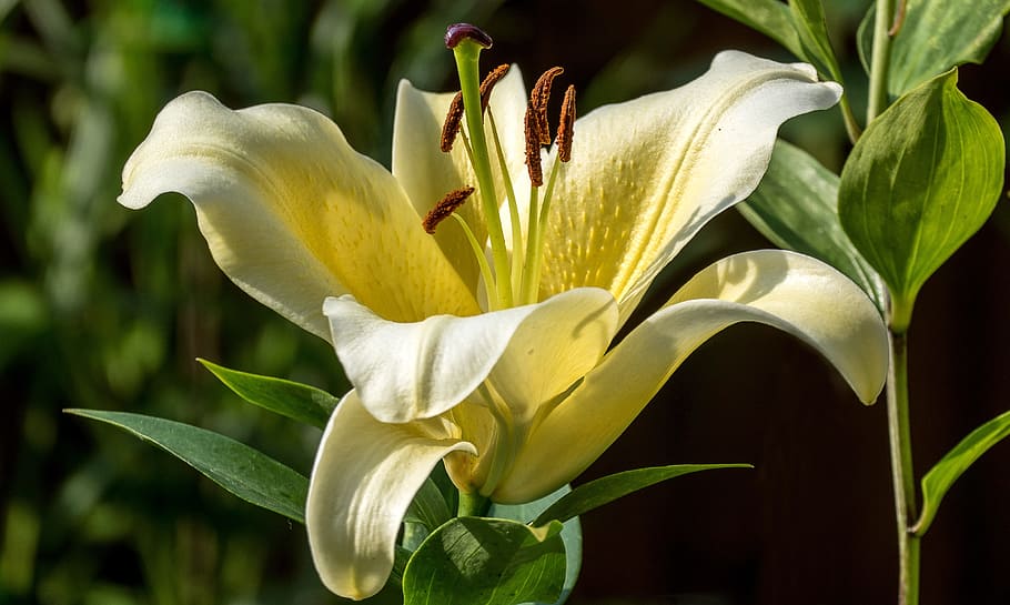 yellow, lily flower selective-focus photography, lily, flower, nature, white, garden, plant, spring white, summer flower