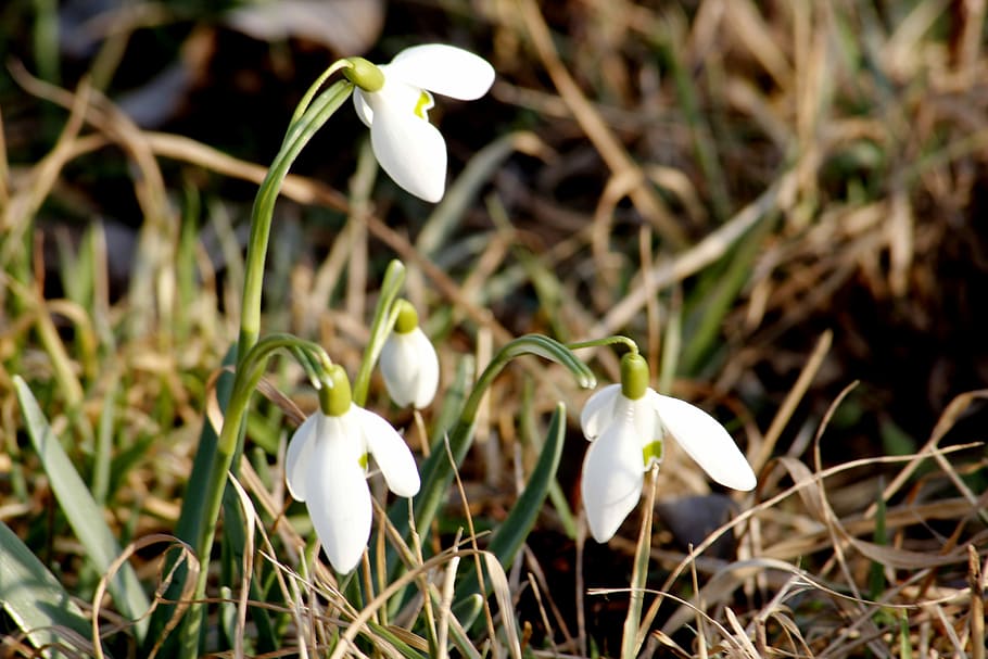 スノードロップ 春 3月 標識 春の兆候 ブルーム ホワイト 春の花 アーリーブルマー 花 Pxfuel