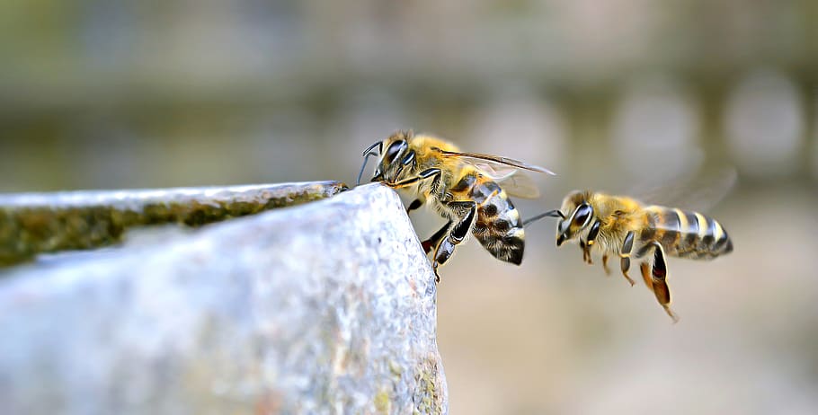 abejas, volando, insectos, bebida, agua, día, animal, naturaleza, colmena, néctar